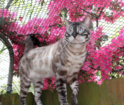 Bengal Cat Studs | Available Bengal Kittens | Royal Bengals