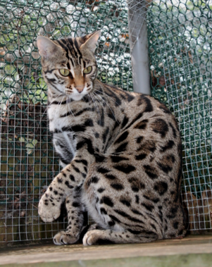 Cat,bengal cat,cat breeds,wild cat,house cat,cat cage